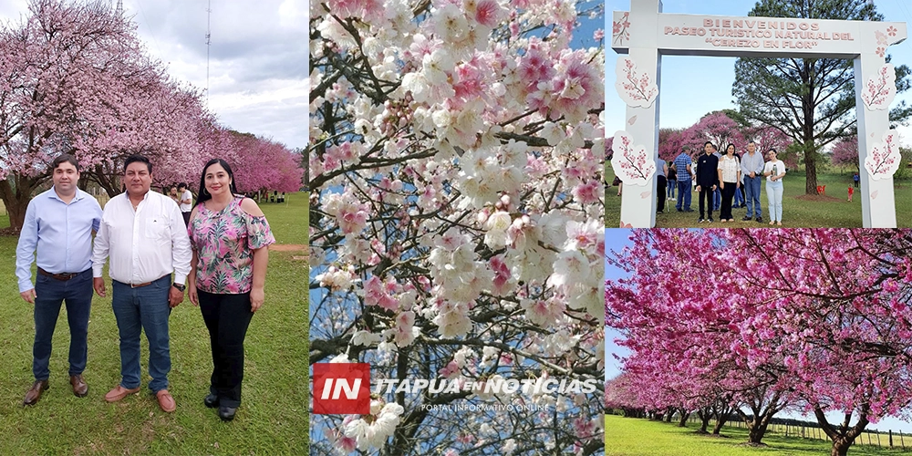 Cerezos en flor lucen como atractivo turístico en La Paz - Última