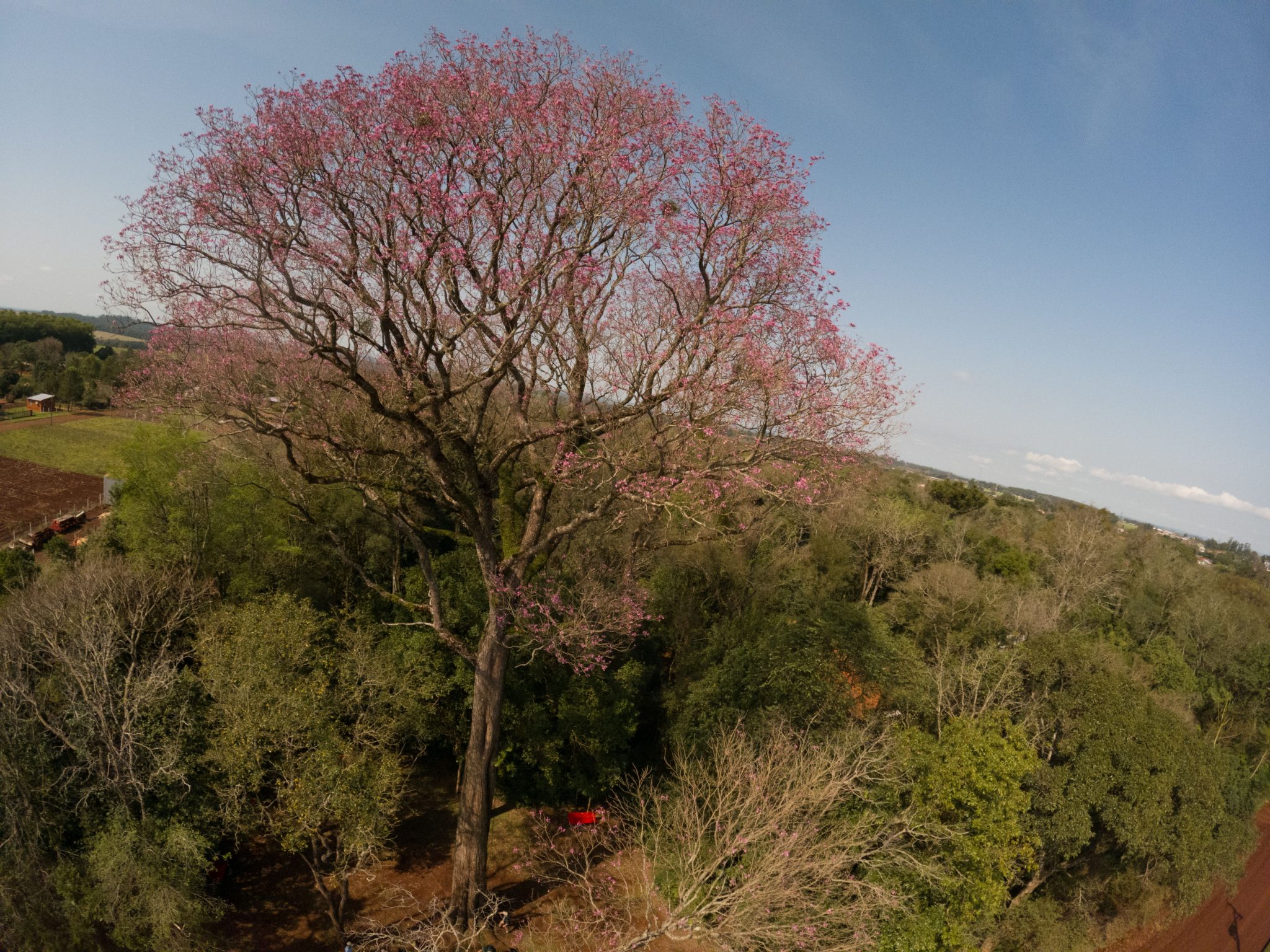 EL ARBOL MÁS GRANDE DEL PARAGUAY ESTÁ EN ITAPÚA – Itapúa Noticias