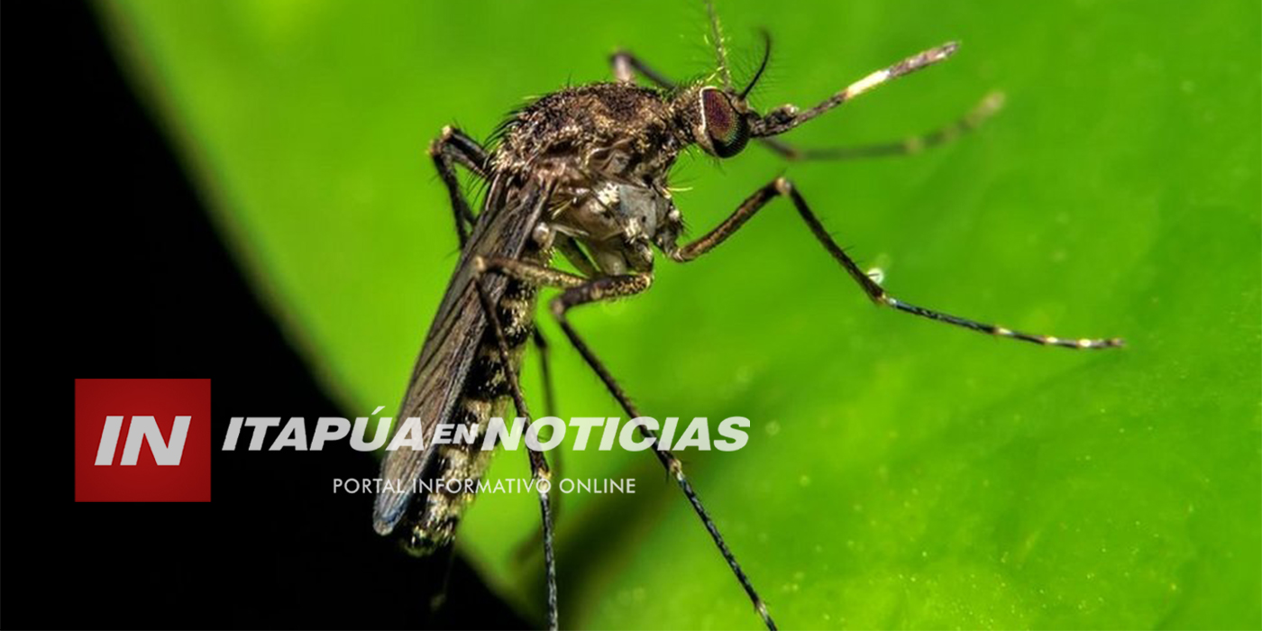 PREOCUPA POSIBILIDAD DE QUE LLEGUE EL VIRUS “OROPOUCHE” AL PARAGUAY