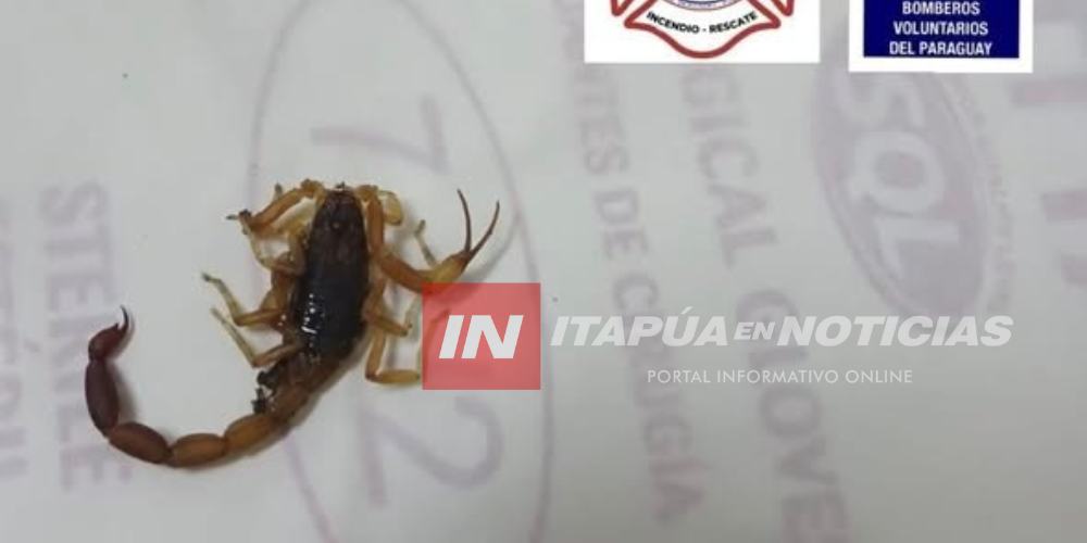 ALERTAN SOBRE PICADURAS DE ALACRANES Y PASOS A SEGUIR EN MATERIA DE SALUD 