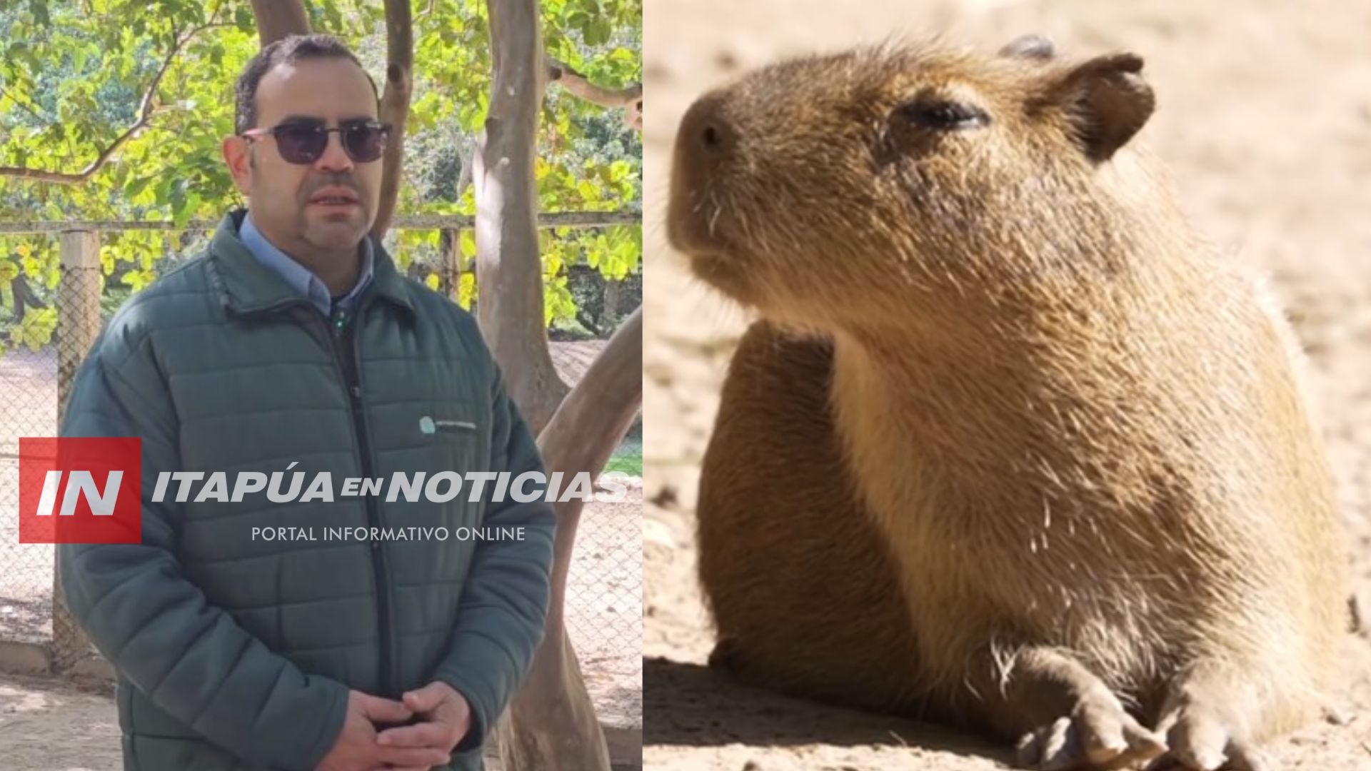 ATINGUY: NACIERON NUEVOS CARPINCHOS Y CRECE LA FAMILIA DEL REFUGIO FAUNÍSTICO