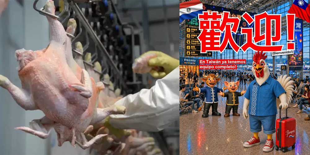 TAIWÁN HABILITA EXPORTACIONES DE CARNE AVIAR DE PARAGUAY