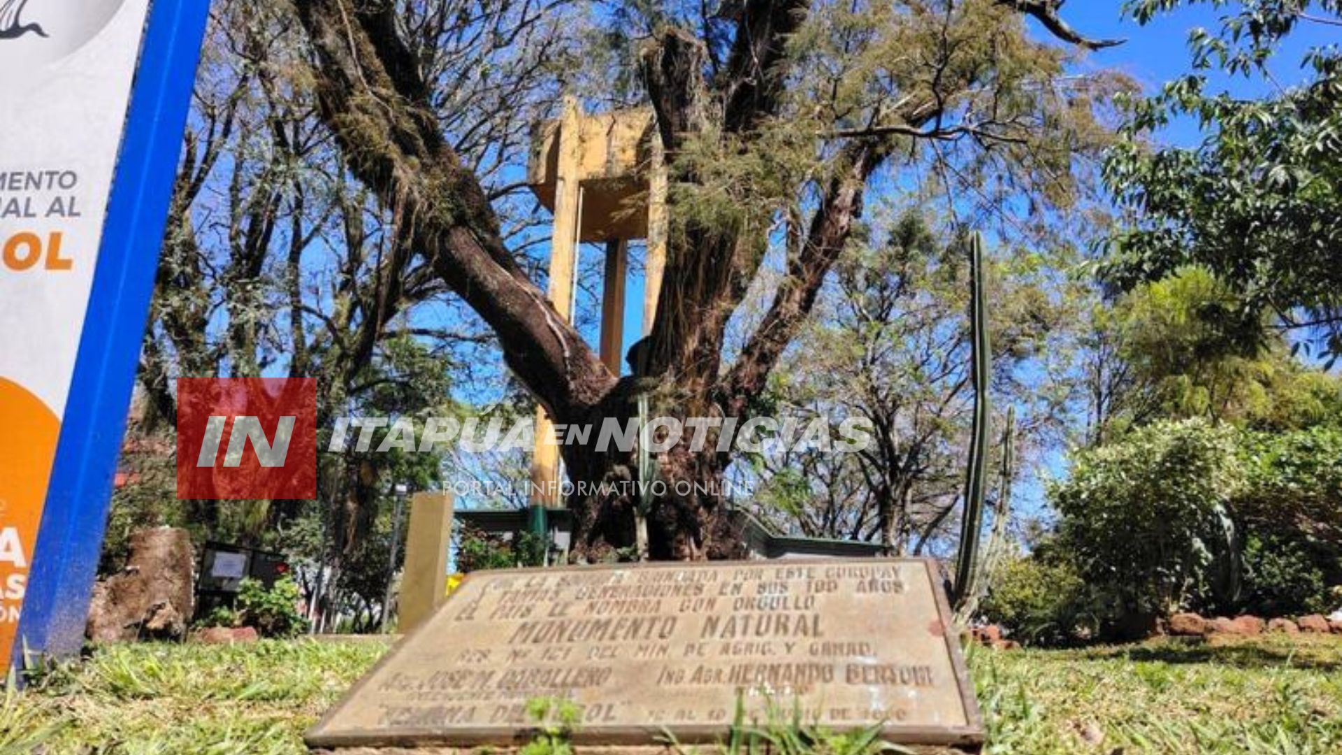 EL ÁRBOL QUE VIO NACER A LA PATRIA PODRÍA MULTIPLICARSE EN ENCARNACIÓN