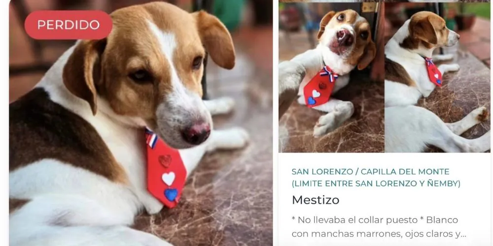 DIRECCIÓN DE BIENESTAR ANIMAL INCORPORA SECCIÓN PARA REPORTAR MASCOTAS EXTRAVIADAS
