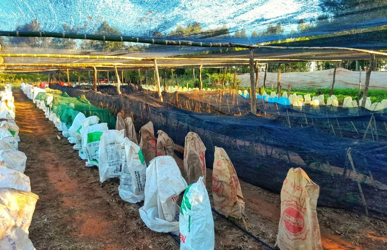 MAG ALERTA SOBRE FENÓMENO EL NIÑO Y RECOMIENDA MEDIDAS PREVENTIVAS AL SECTOR PRODUCTIVO