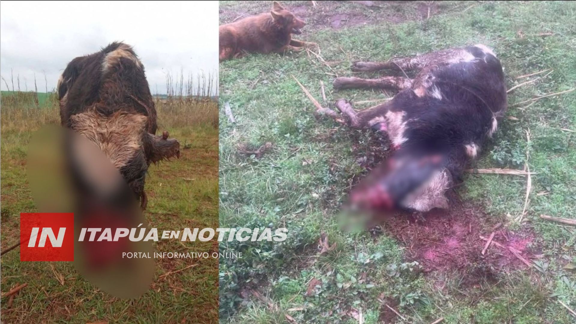 PRESUMEN QUE ATAQUE A GANADO EN MARÍA AUXILIADORA LO PROVOCÓ UN PERRO