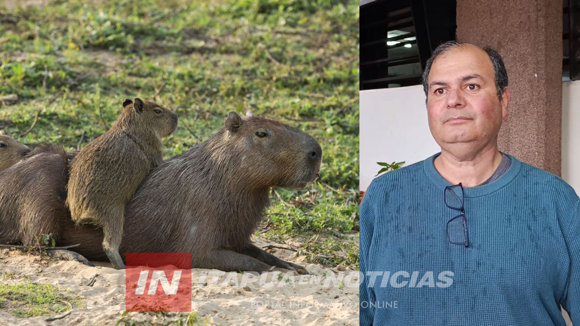 ALERTAN SOBRE TRAMPAS Y RIESGOS PARA LOS CARPINCHOS QUE HABITAN EN EL ARROYO POTI’Y ALERTAN SOBRE TRAMPAS Y RIESGOS PARA LOS CARPINCHOS QUE HABITAN EN EL ARROYO POTI’Y
