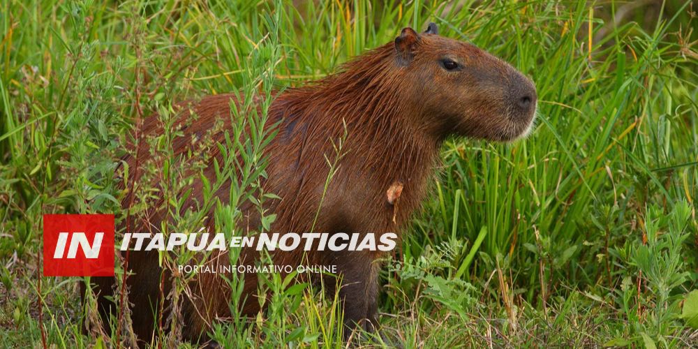 CARPINCHOS EN LA MIRA: PIDEN PROTEGER A LA FAUNA SILVESTRE QUE SOBREVIVE EN ENCARNACIÓN CARPINCHOS EN LA MIRA: PIDEN PROTEGER A LA FAUNA SILVESTRE QUE SOBREVIVE EN ENCARNACIÓN