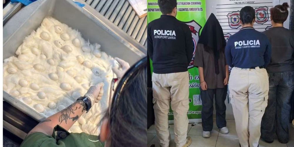 DETIENEN A DOS MUJERES CON 45 HUEVOS PRESUNTAMENTE DE GUACAMAYOS DETIENEN A DOS MUJERES CON 45 HUEVOS PRESUNTAMENTE DE GUACAMAYOS