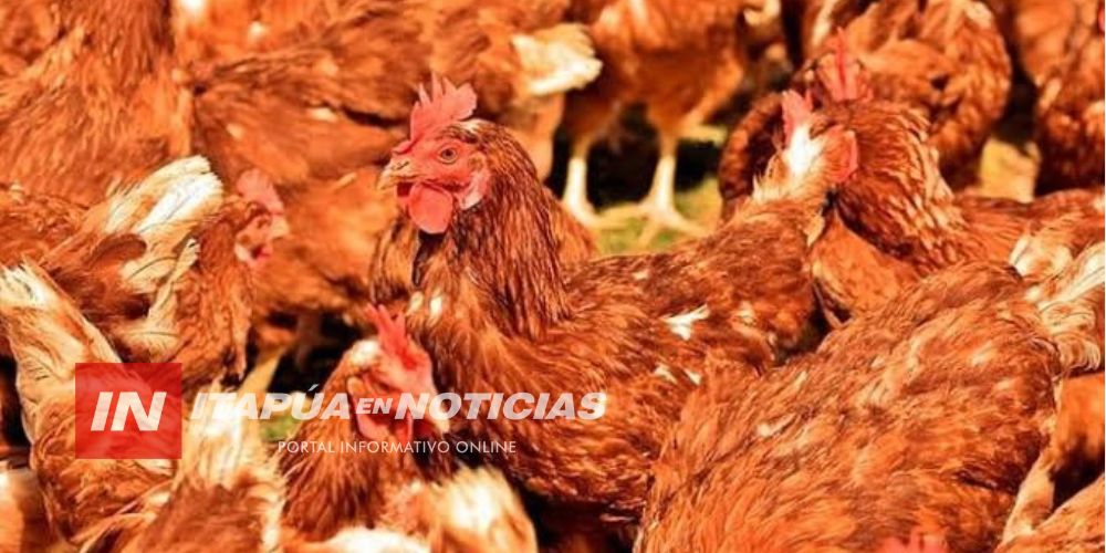 BRASIL APUESTA US$ 50 MILLONES POR LA INDUSTRIA AVÍCOLA