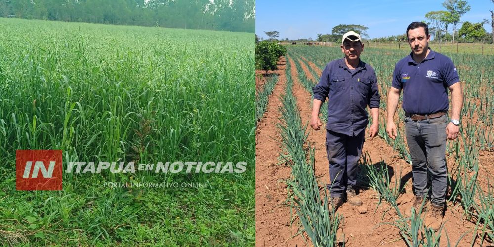 ITAPÚA SE PREPARA PARA NUEVA COSECHA DE MAÍZ Y CEBOLLA ITAPÚA SE PREPARA PARA NUEVA COSECHA DE MAÍZ Y CEBOLLA
